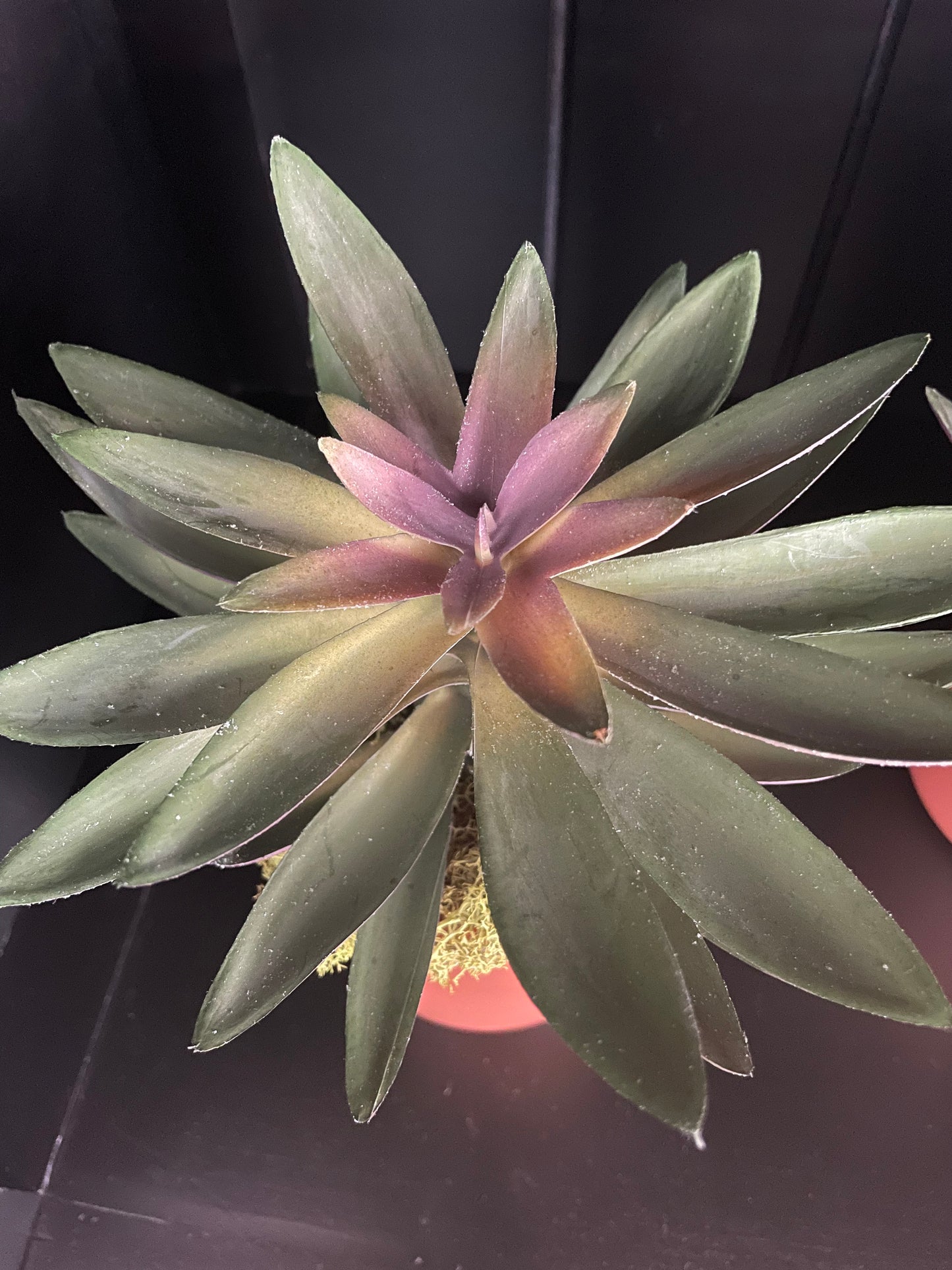 Artificial Succulent - 6